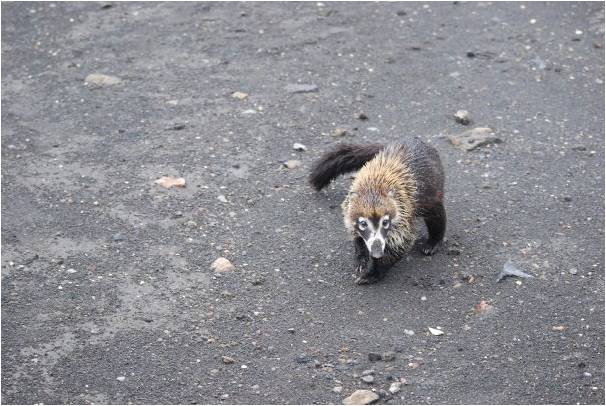 White-nosed coati