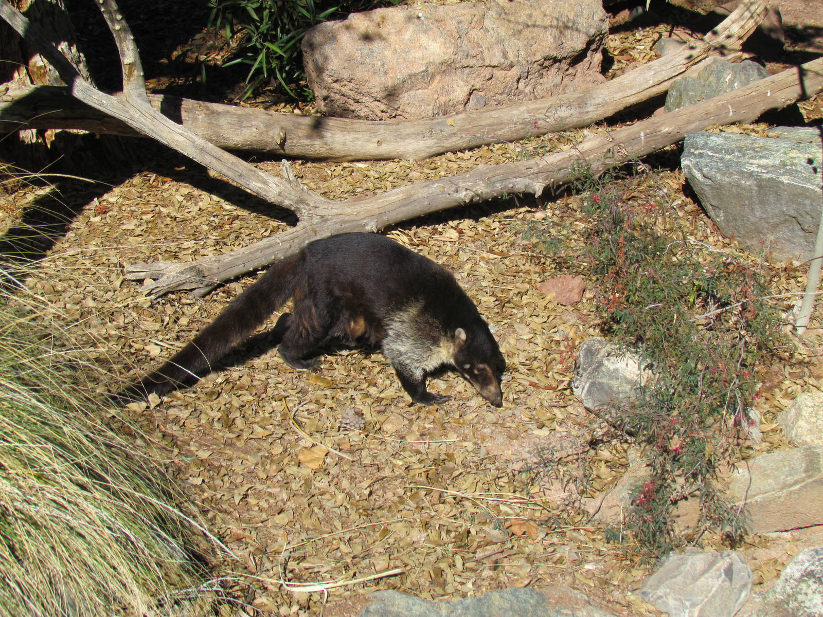 White-nosed Coati