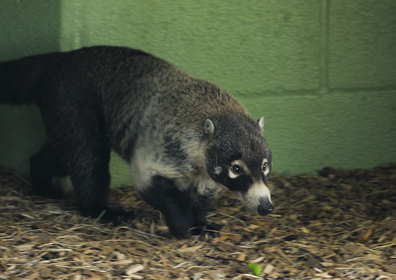 White-nosed coati