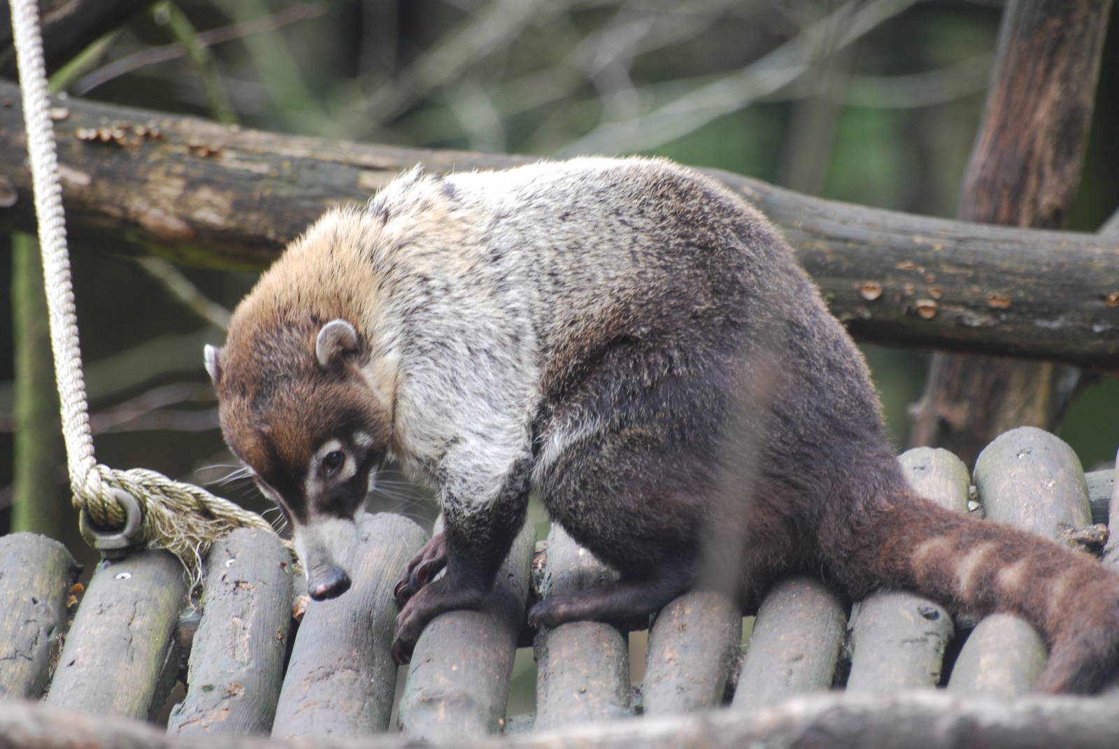 White-nosed coati