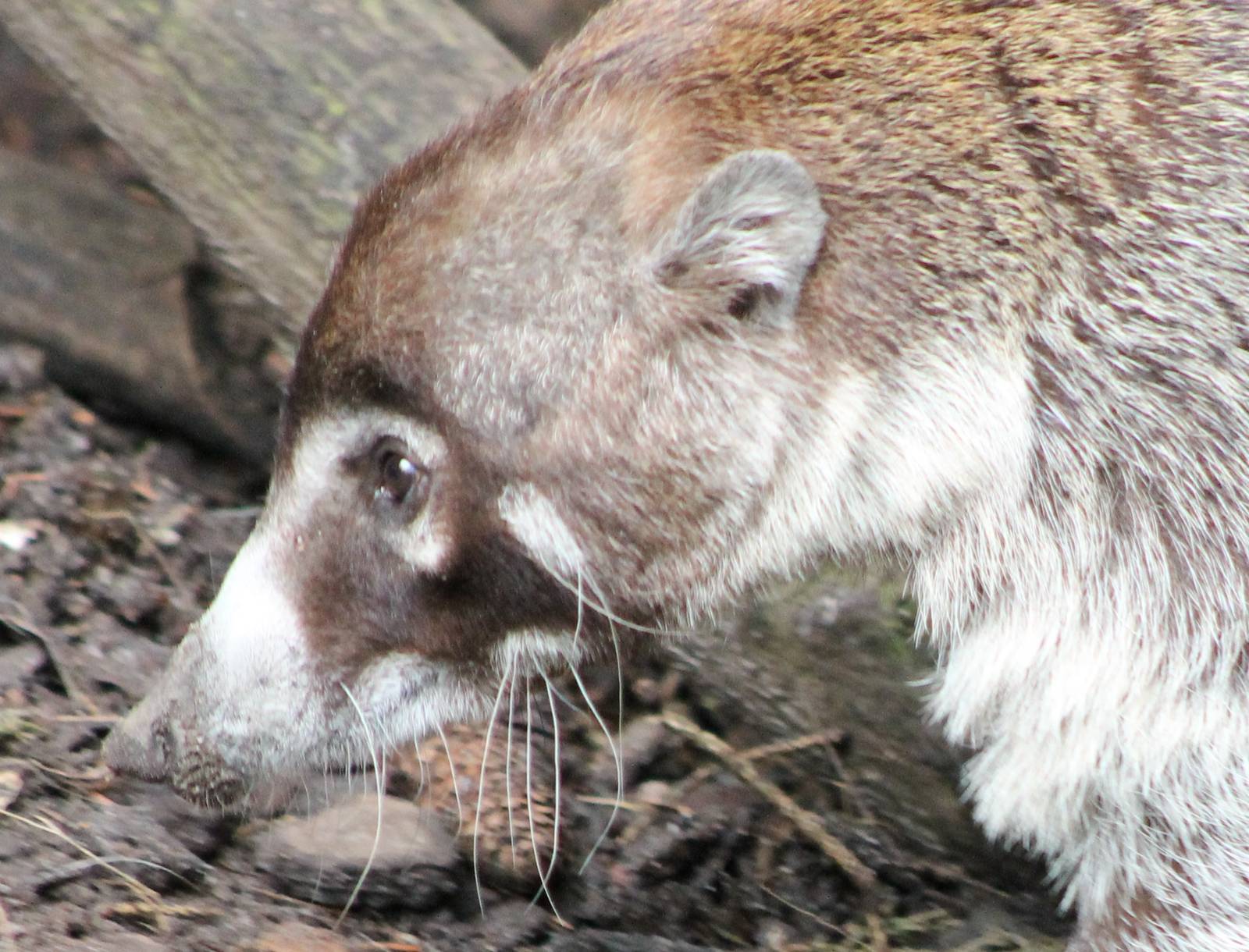 White-nosed coati