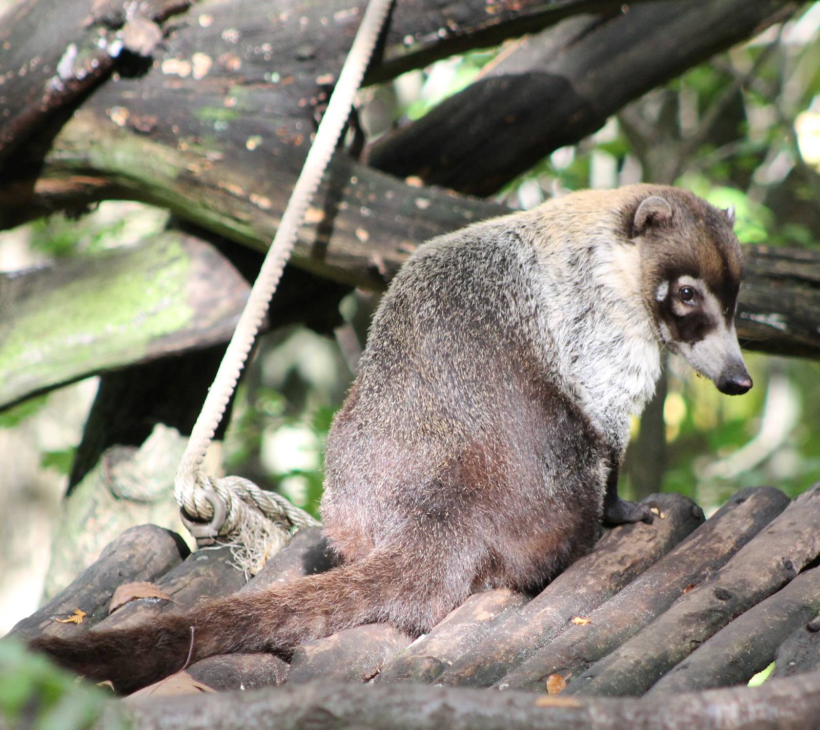 White-nosed coati
