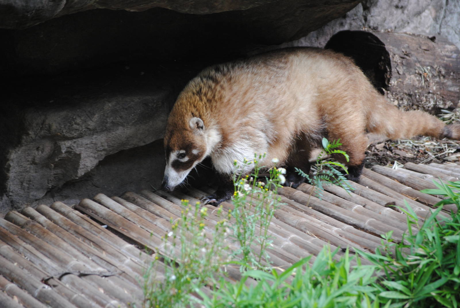 White-Nosed Coati