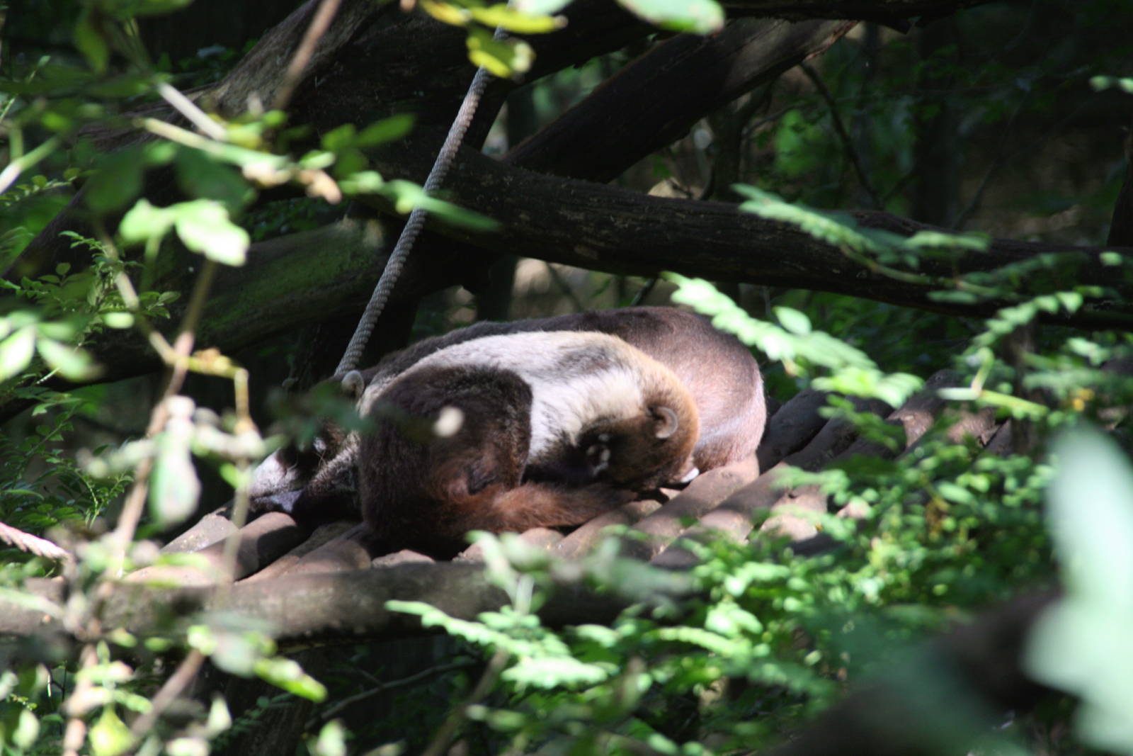 White-nosed coati