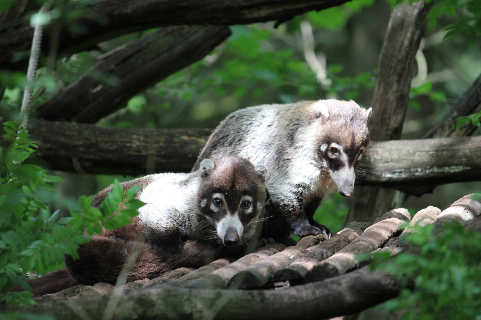 White-nosed coati