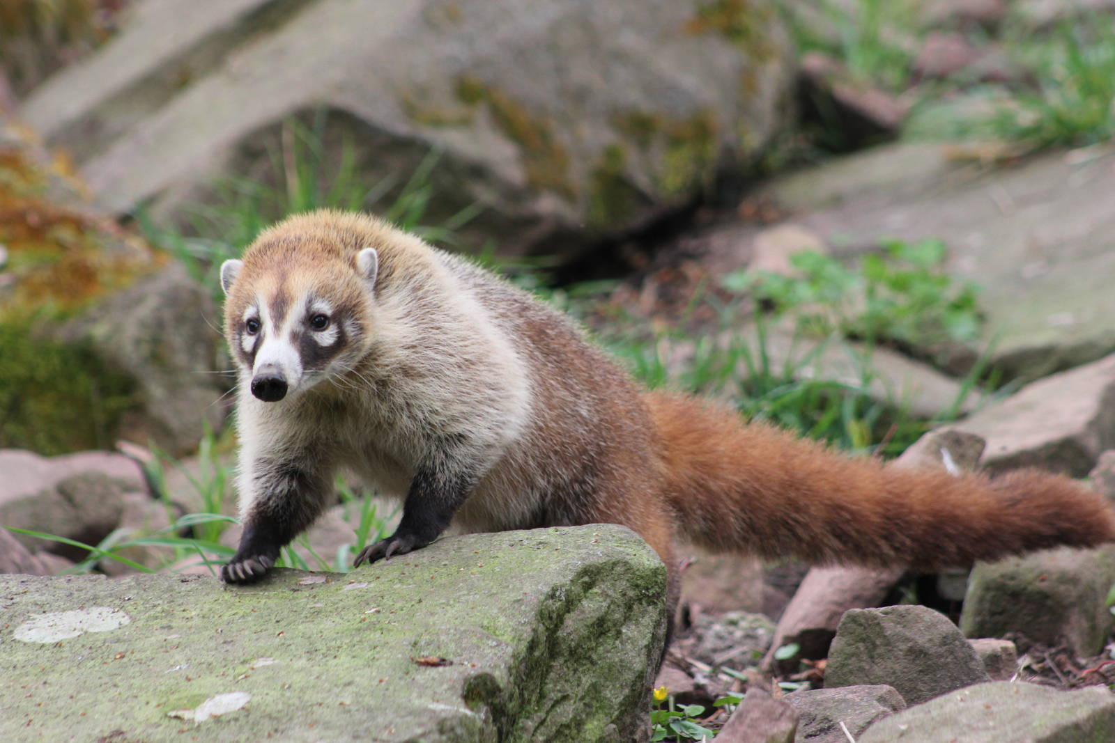 White-nosed coati