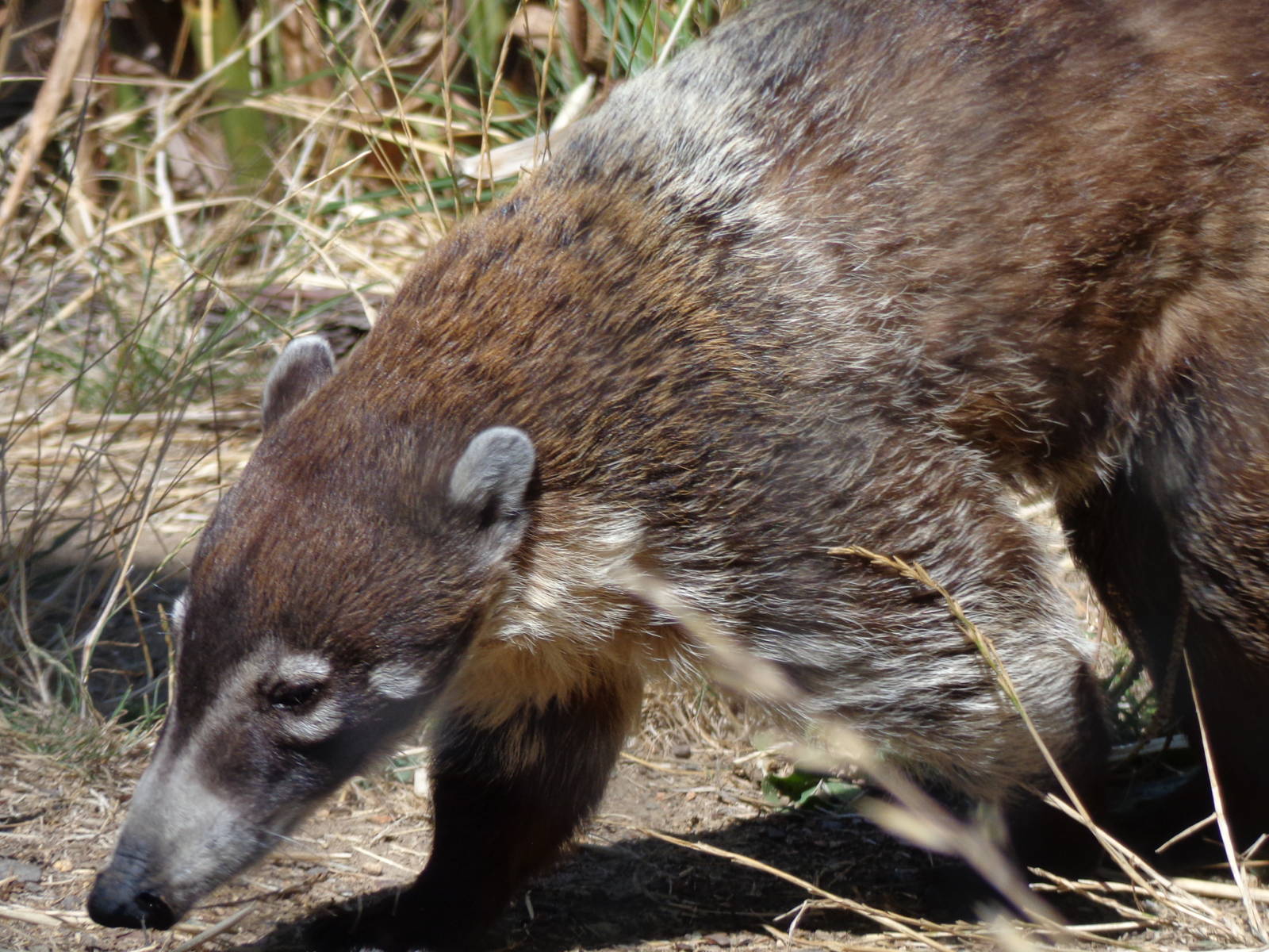 White-Nosed Coati