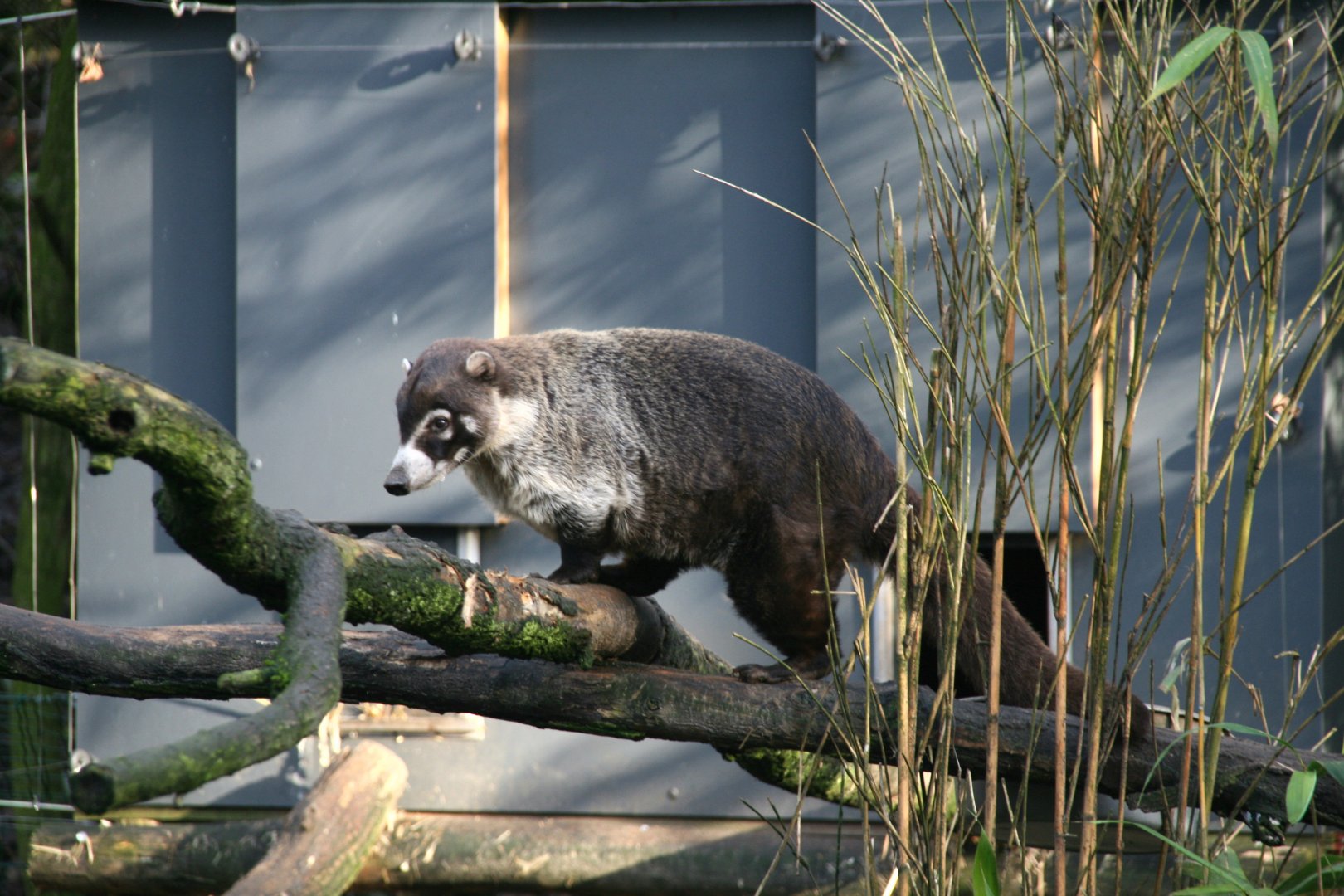 White-nosed coati