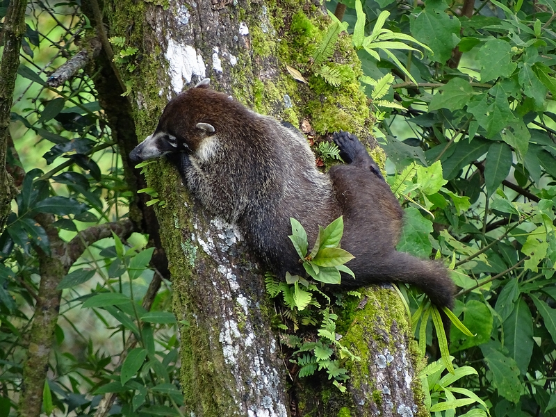 White-nosed coati