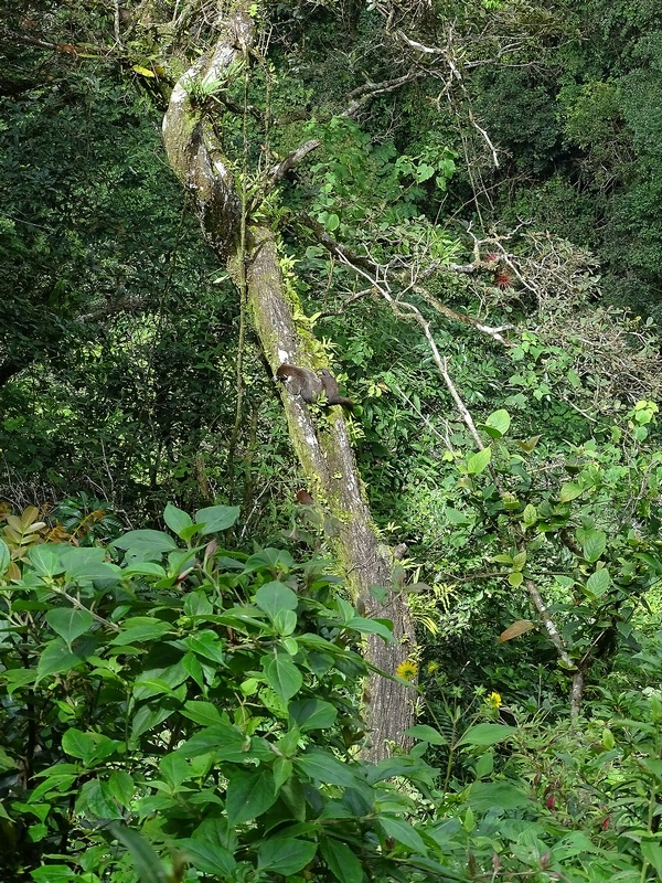 White-nosed coati