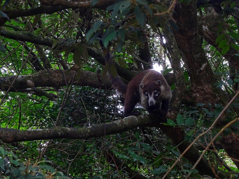White-nosed coati