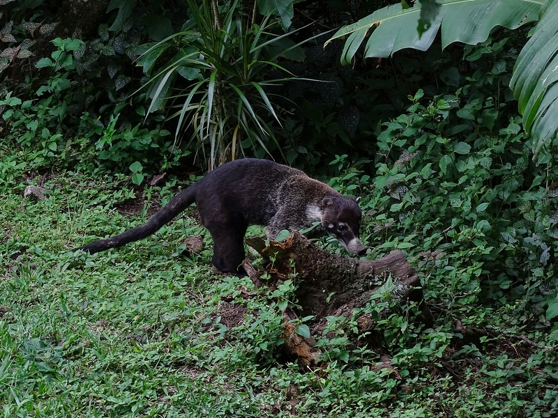 White-nosed coati