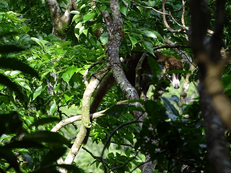 White-nosed coati
