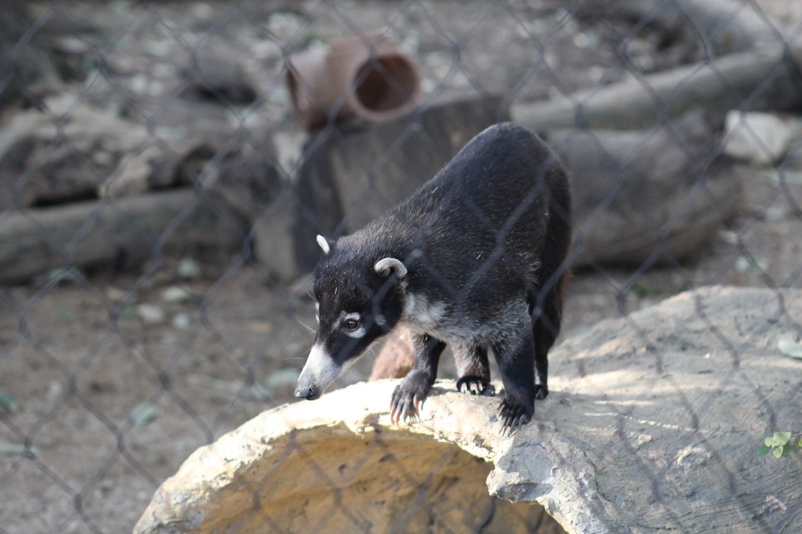 White-Nosed Coati