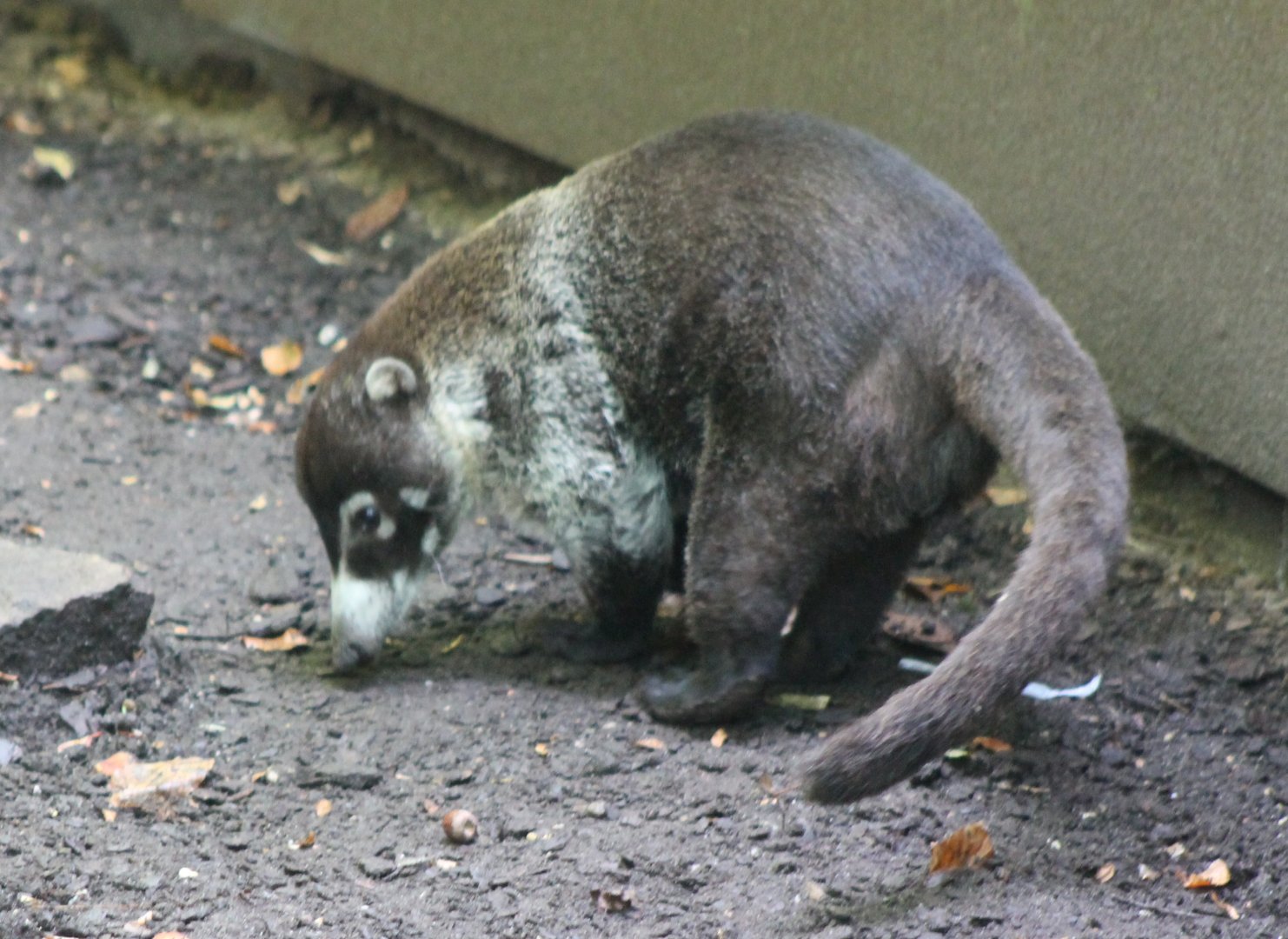 White-nosed coati
