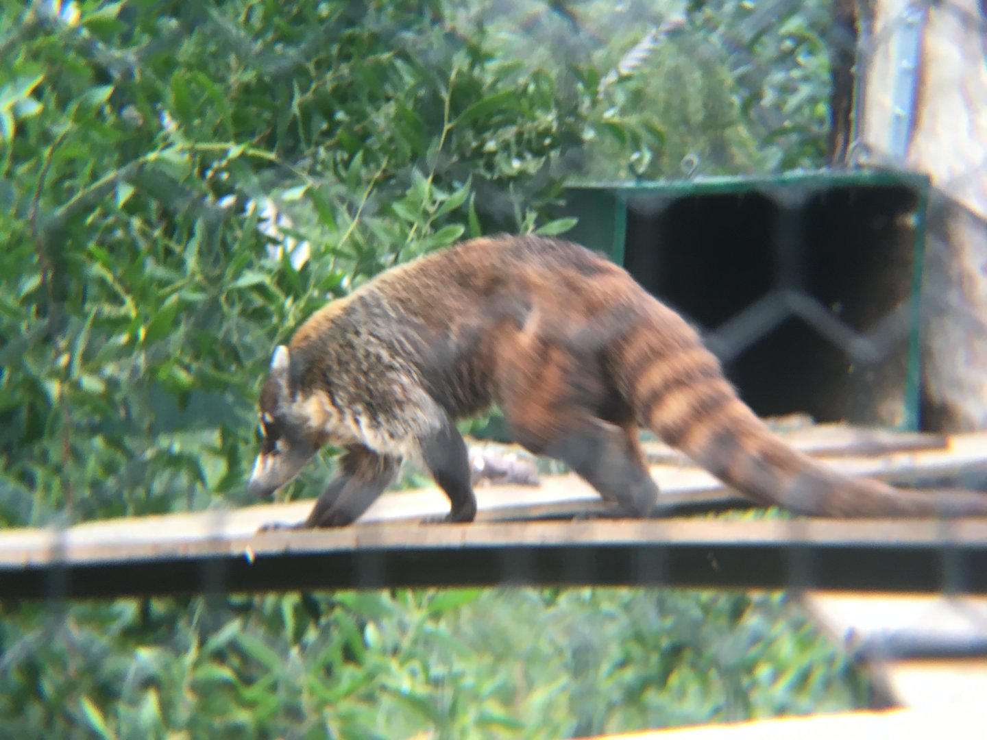 White nosed coati