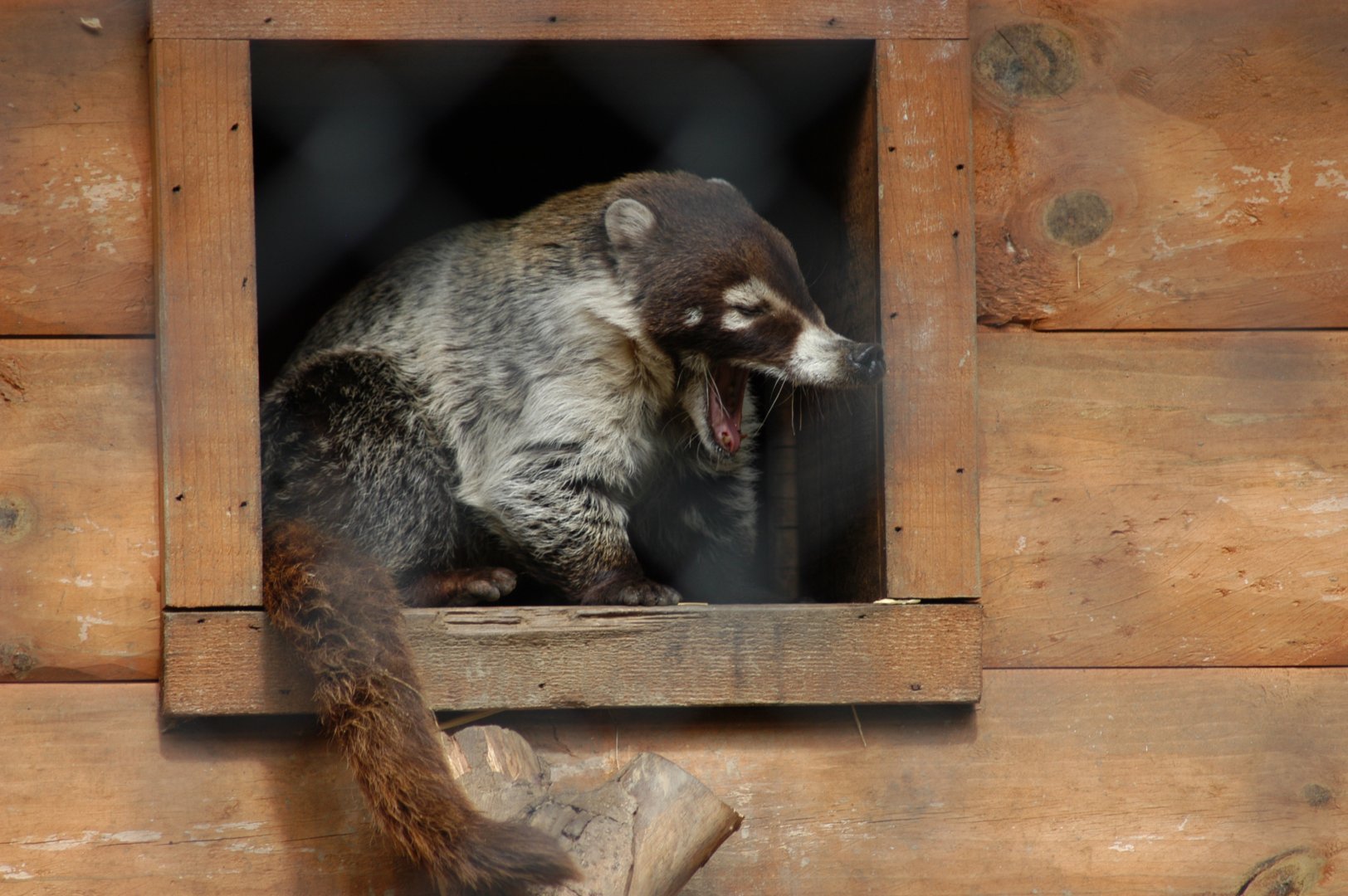 White-nosed Coati