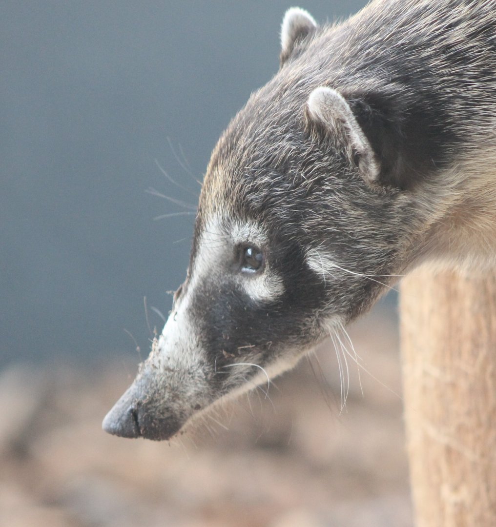 White-nosed coati