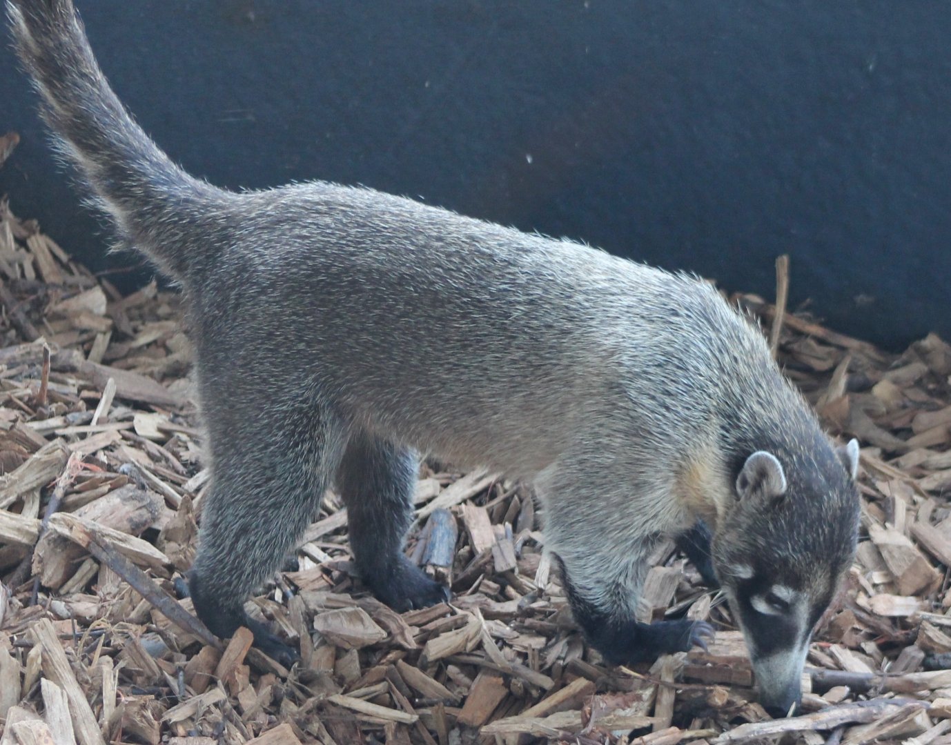 White-nosed coati