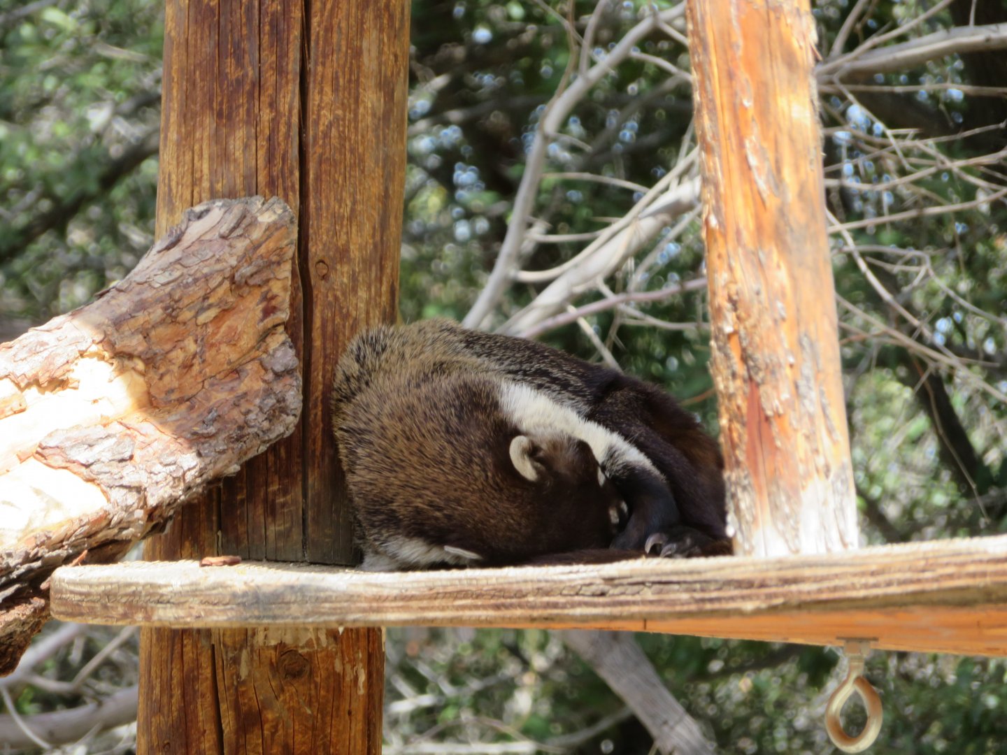 White-nosed Coati