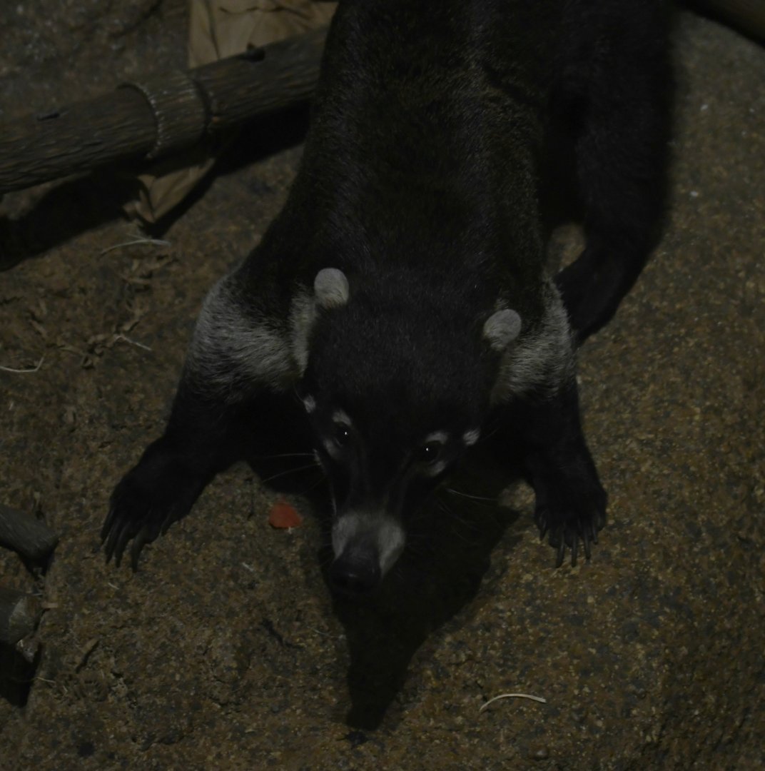 White-nosed coati