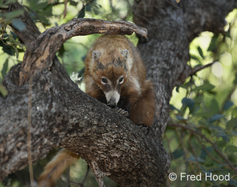 white nosed coati