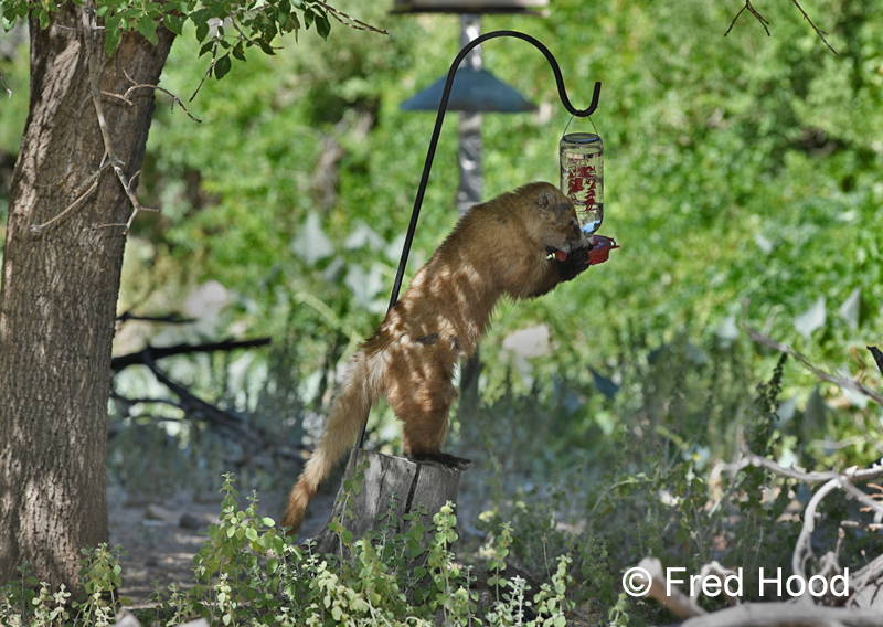 white nosed coati
