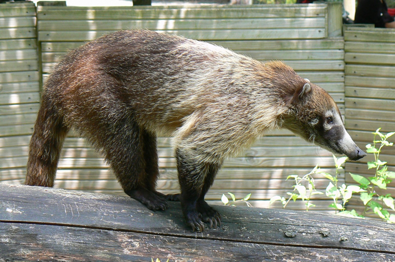 White-nosed coati