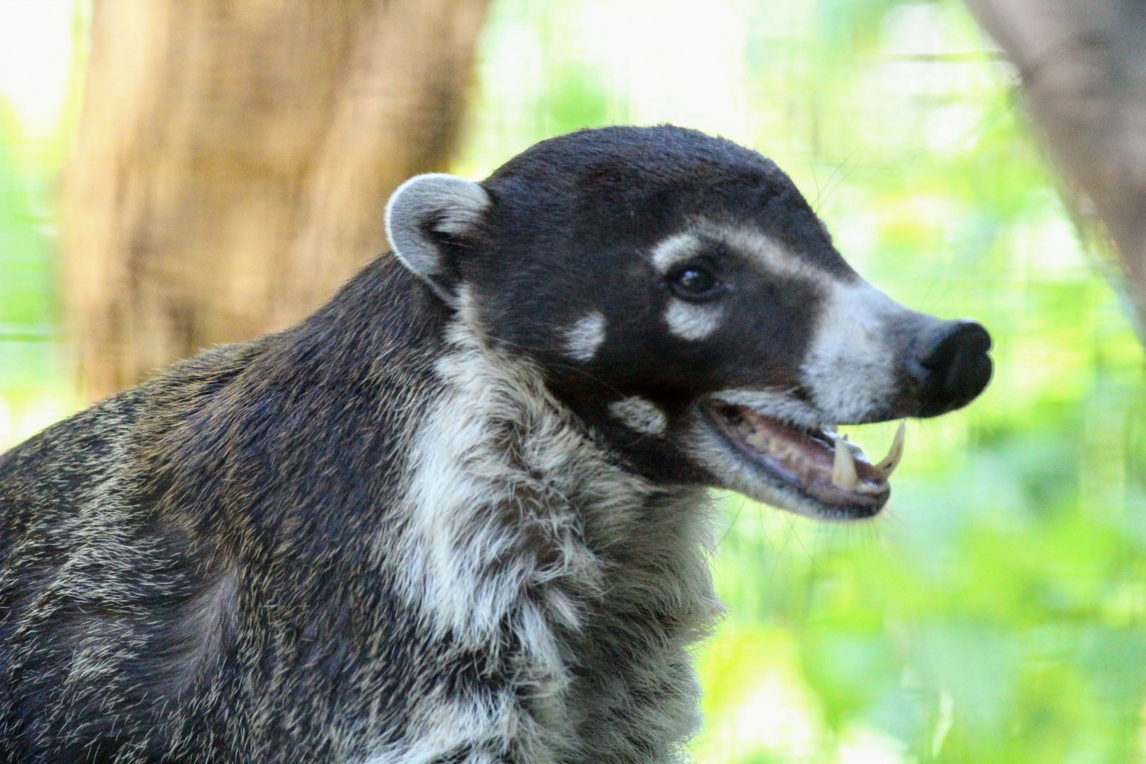 White-nosed Coati