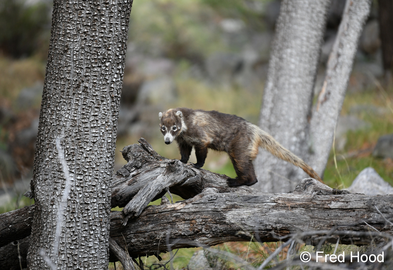white nosed coati