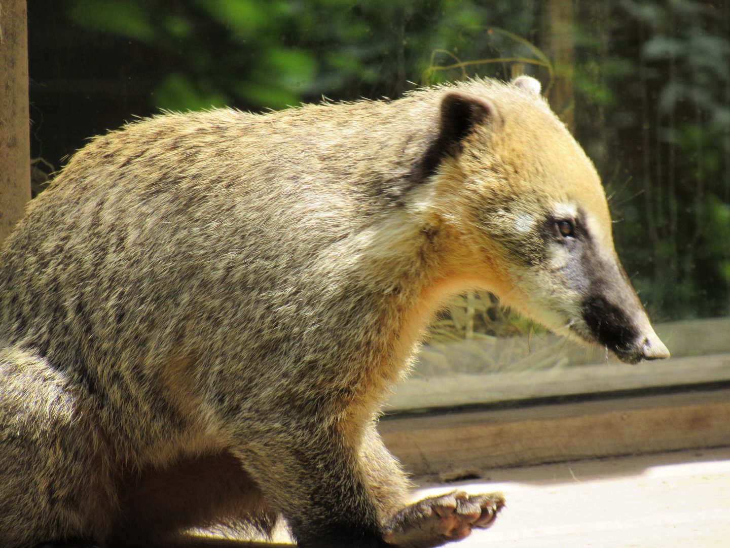 White-Nosed Coati