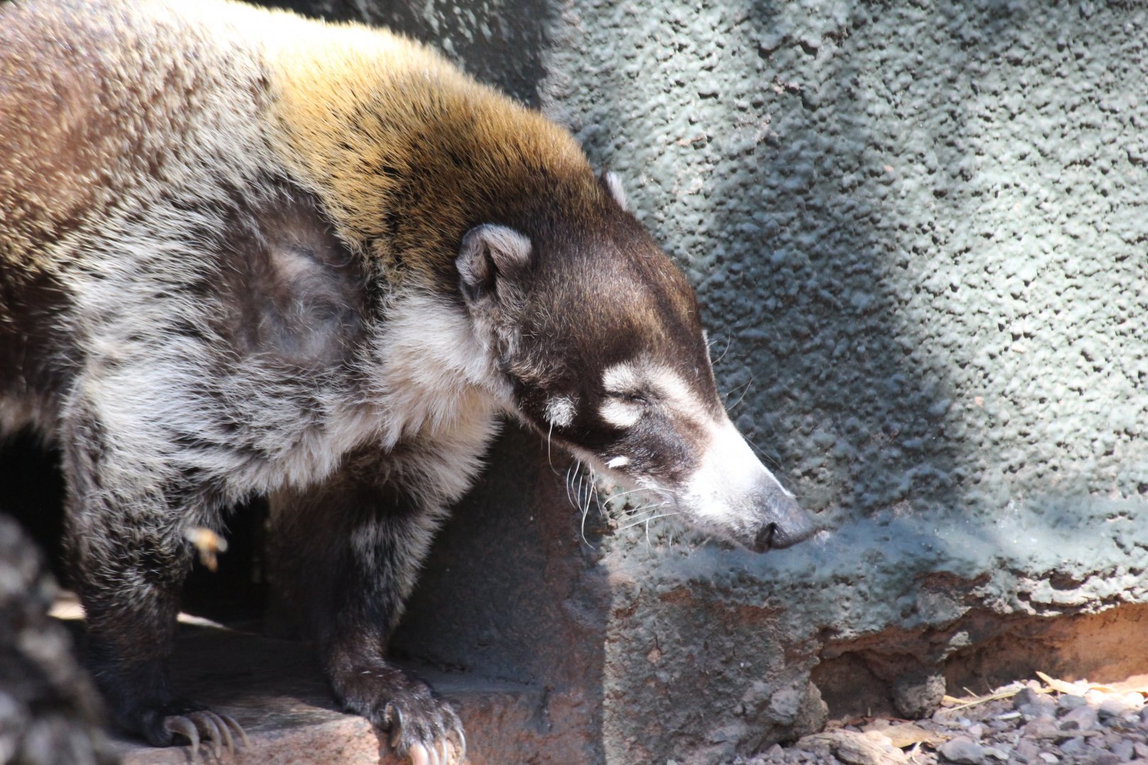 White-nosed Coati