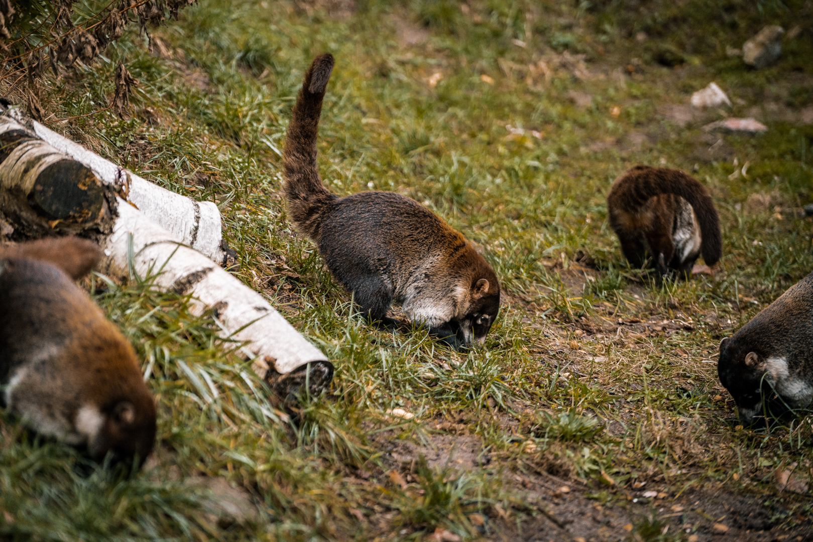 White-nosed Coati