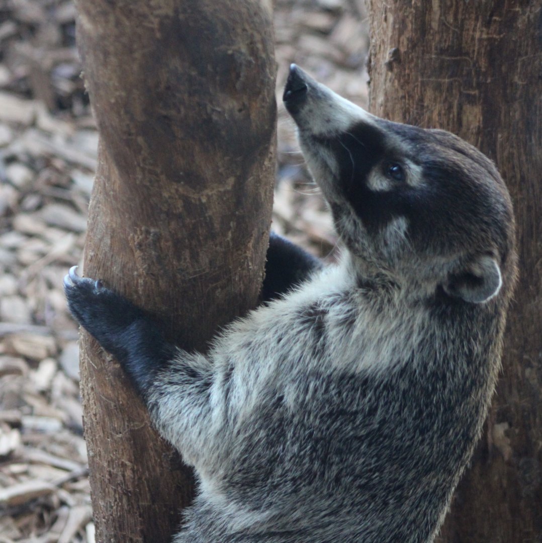 White-nosed coati