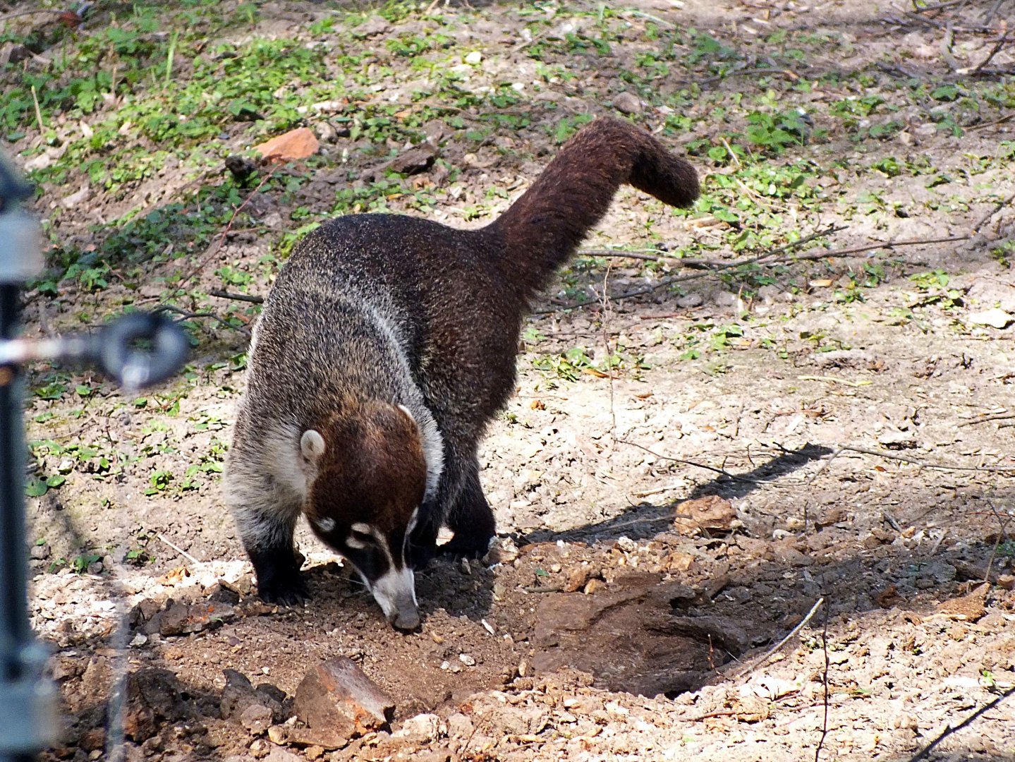 White-nosed coati