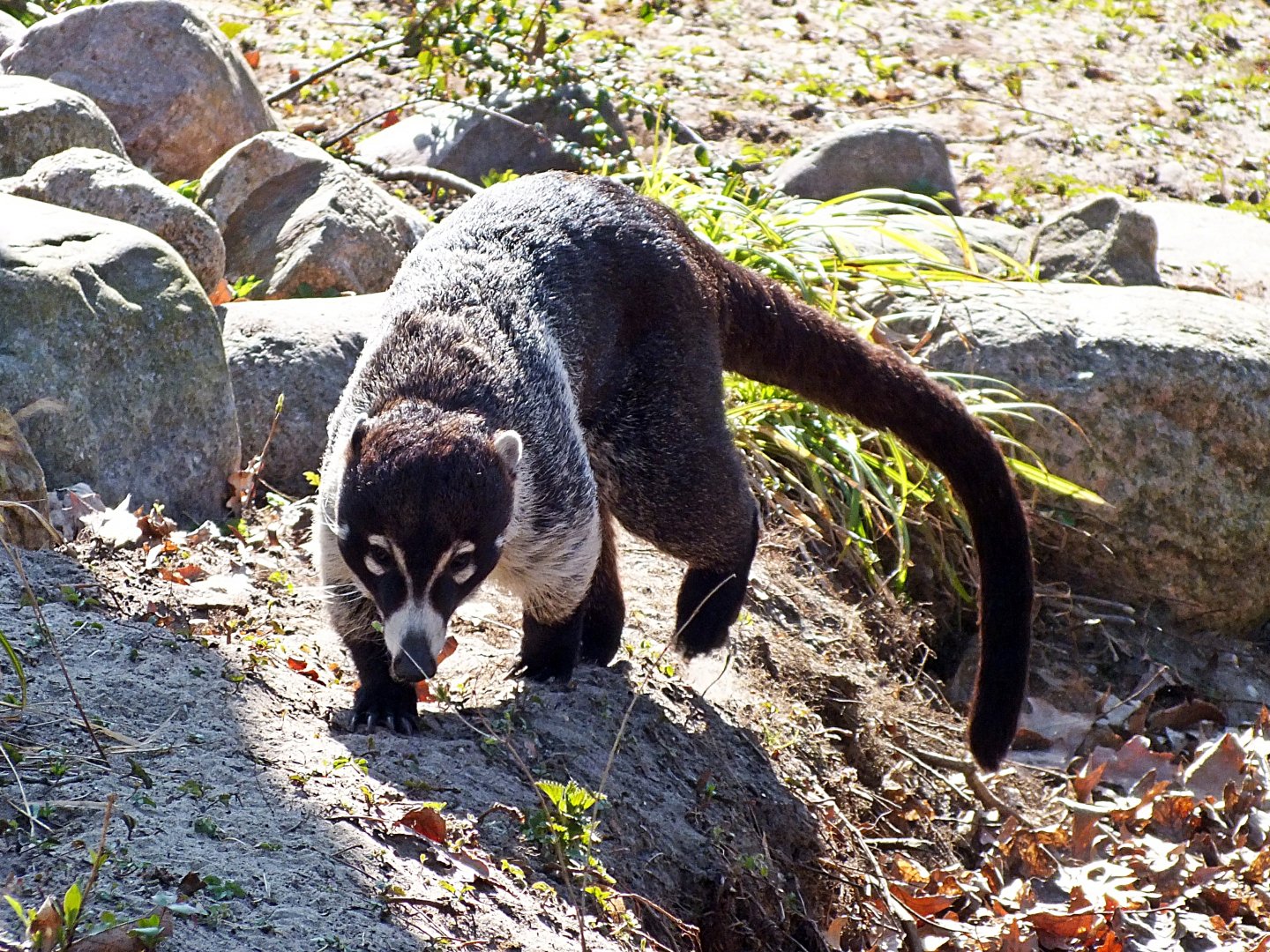 White-nosed coati