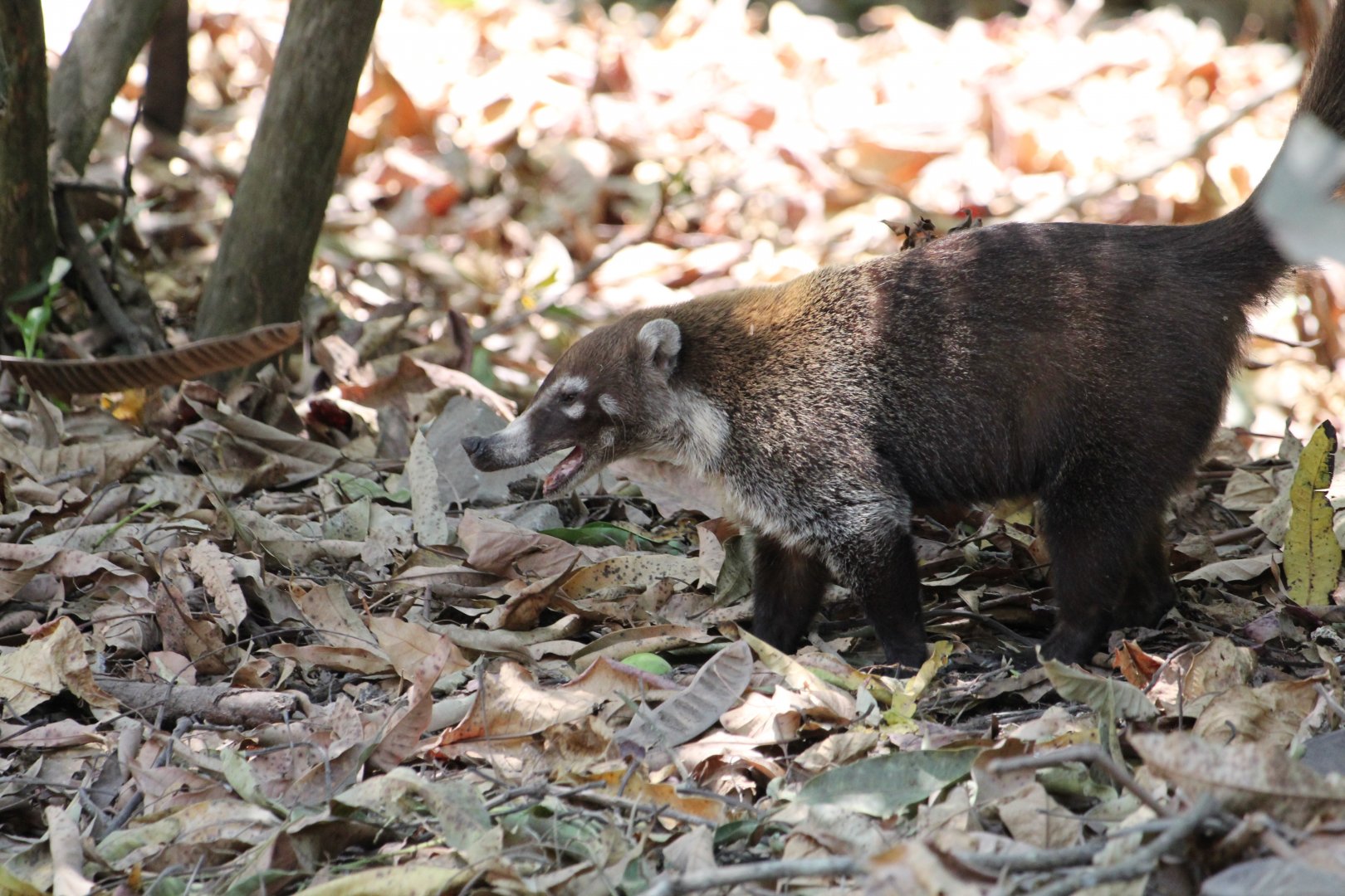 White-nosed Coati