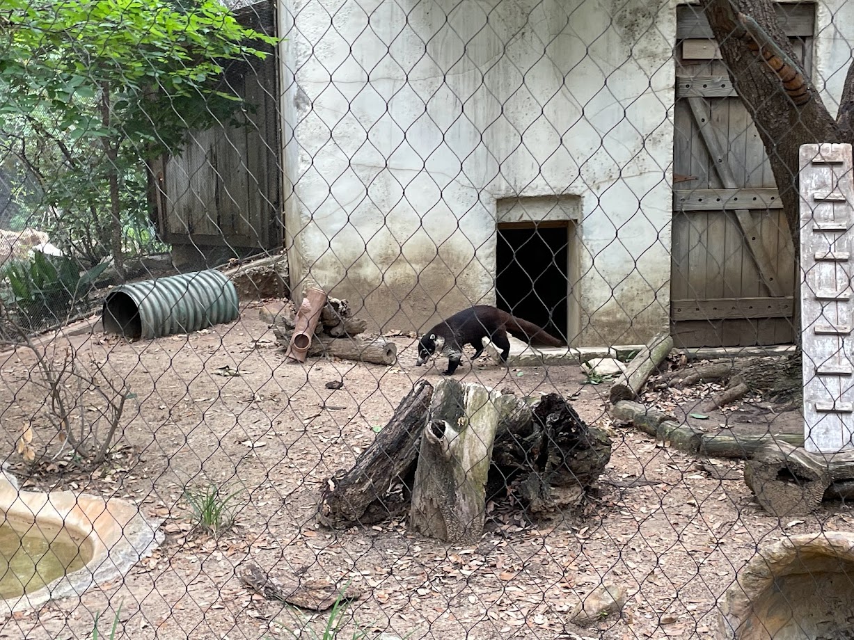 White-nosed Coati