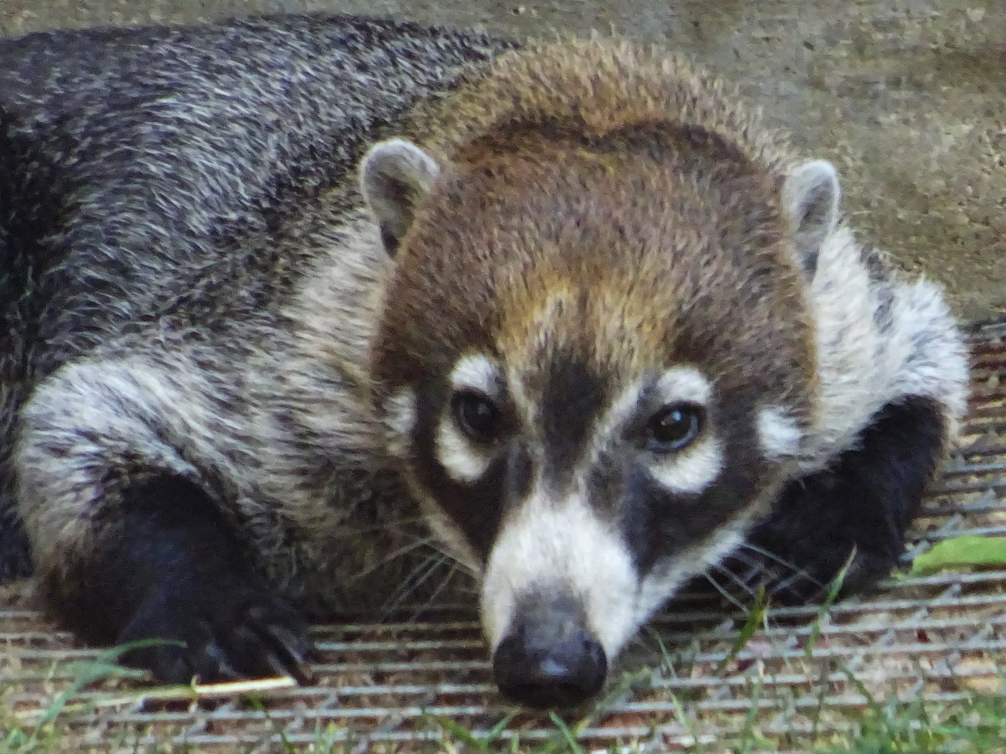 White-Nosed Coati