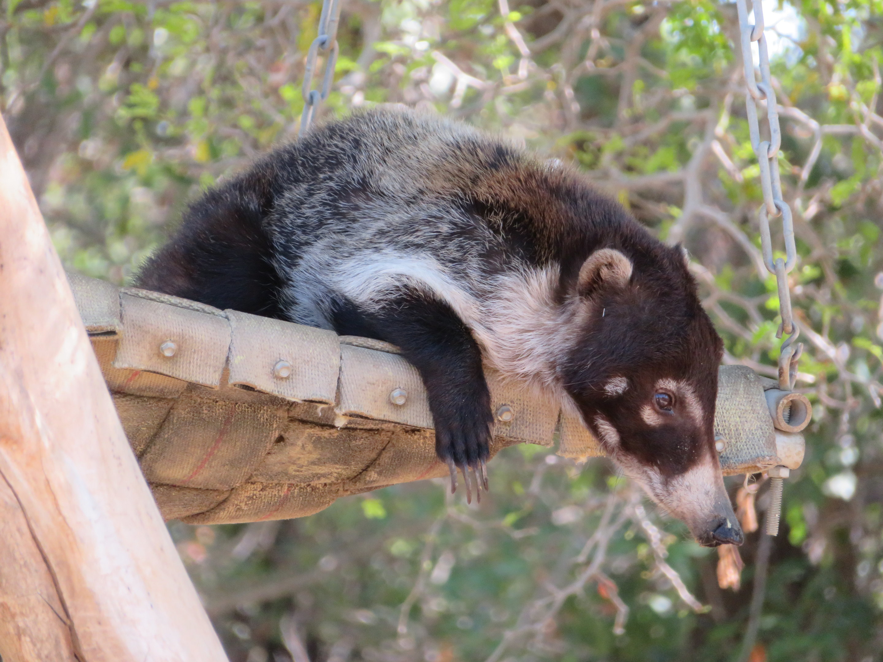 White-nosed Coati