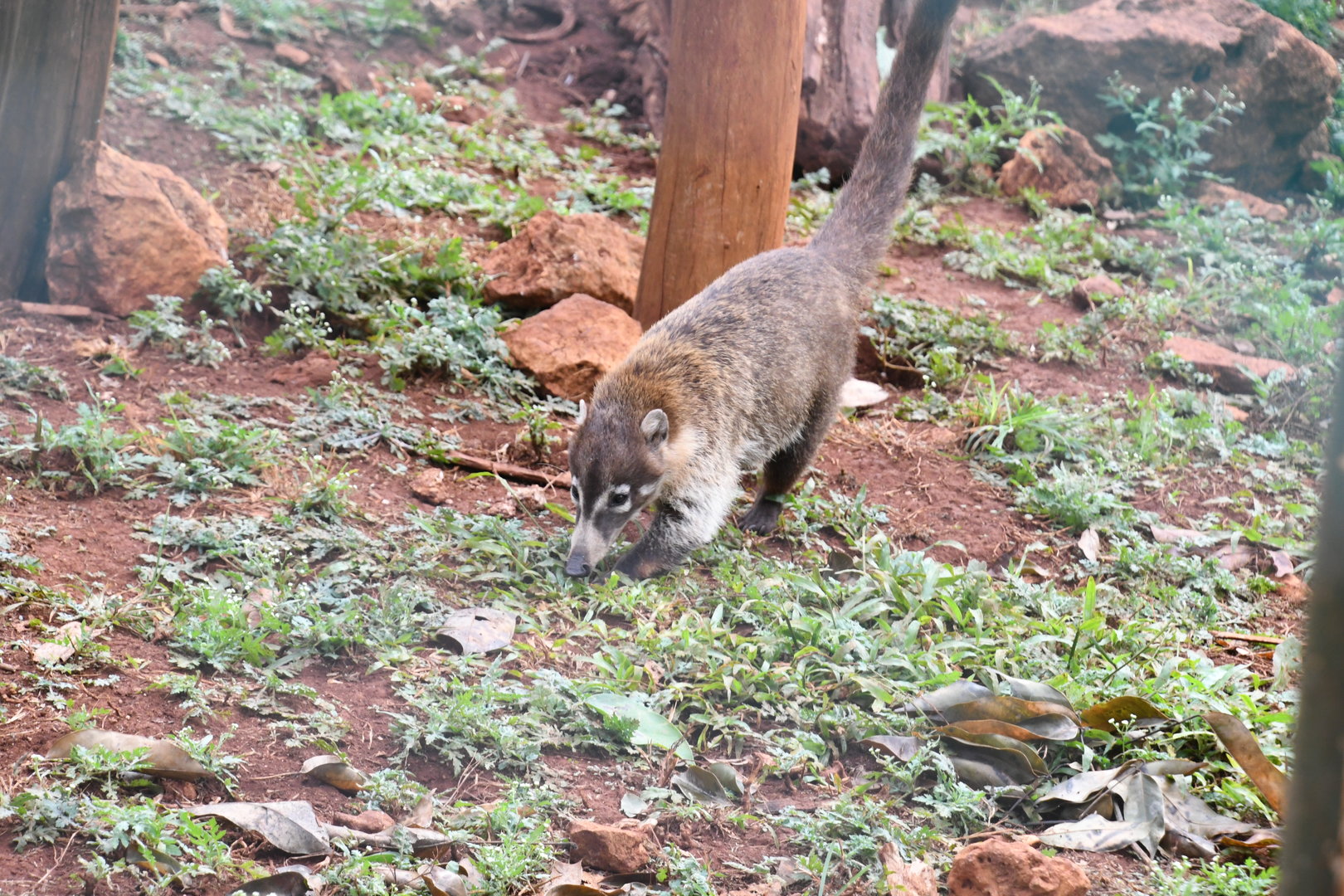 White-nosed Coati