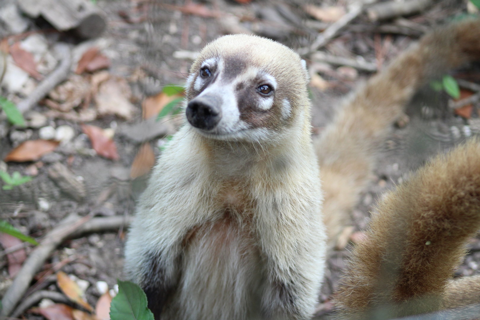 White Nosed Coati