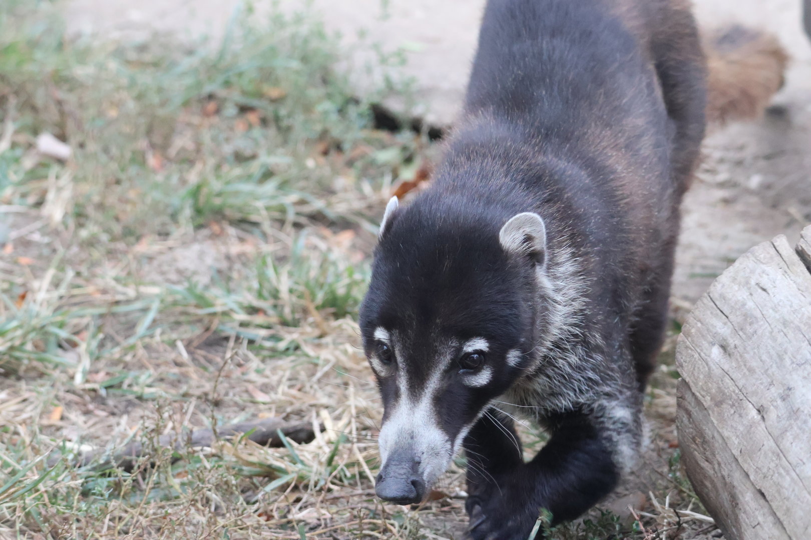 White Nosed Coati