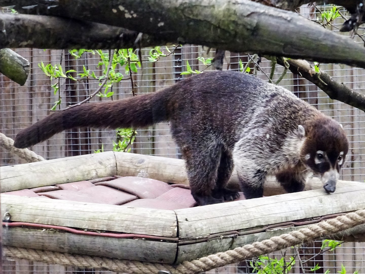 White-Nosed Coati
