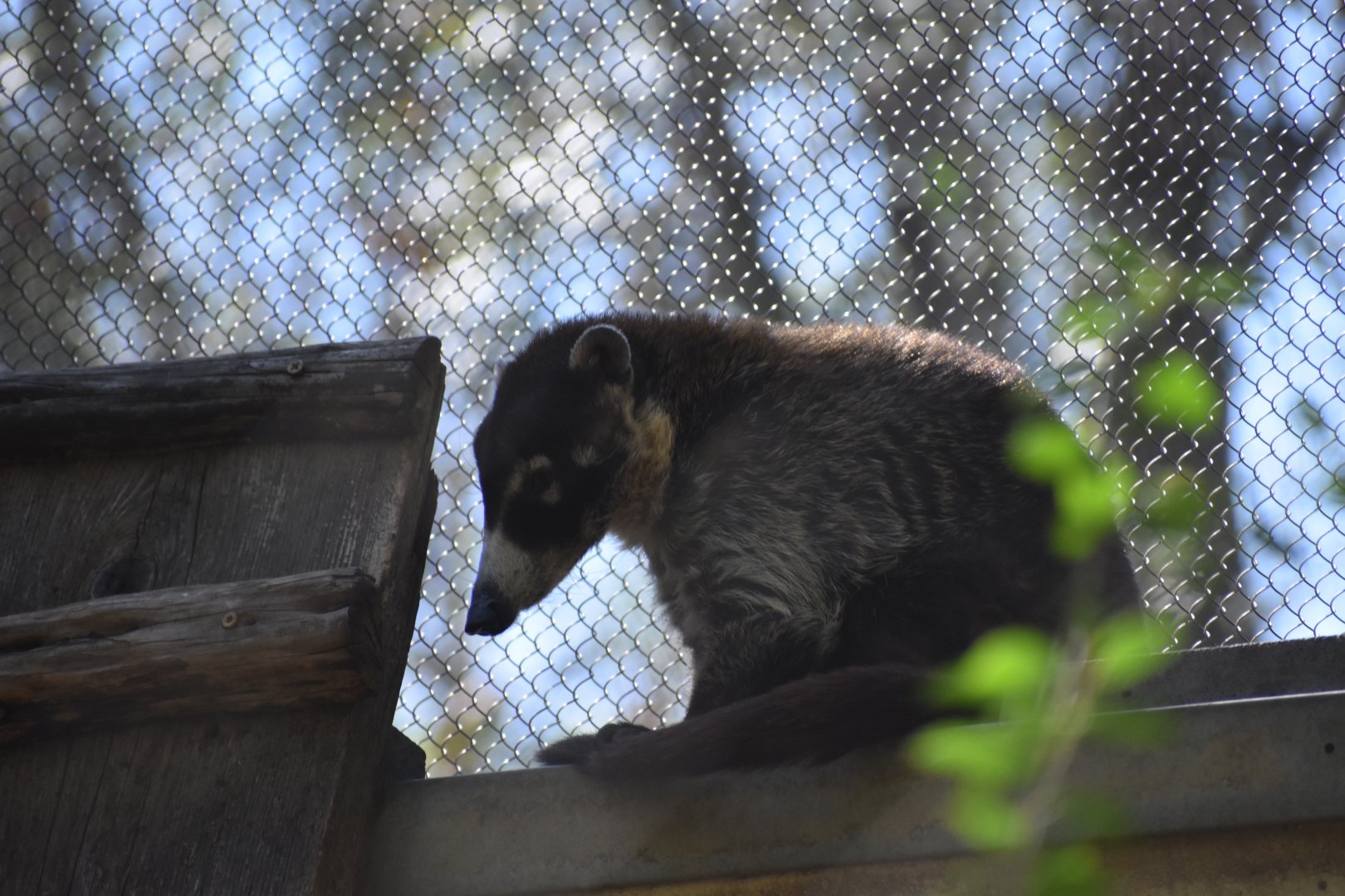 White-nosed Coati