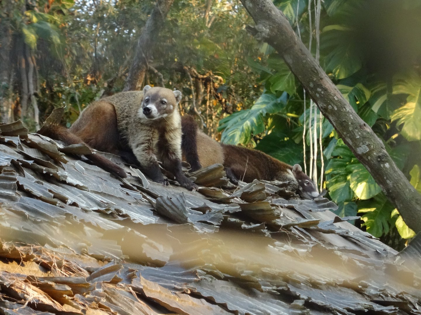 White-Nosed Coati