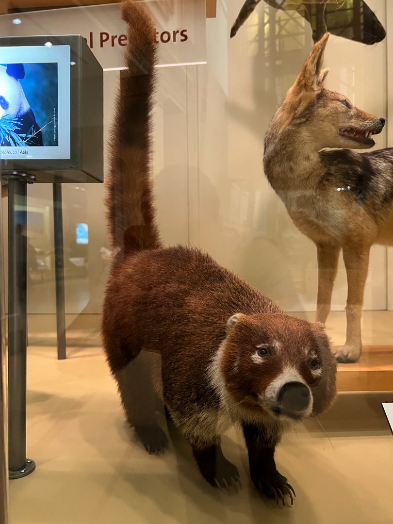 White Nosed Coati