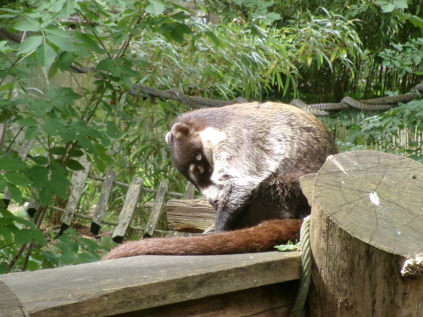 White-nosed coati