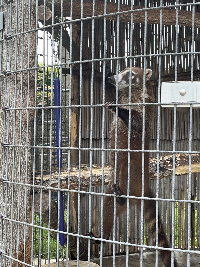 White Nosed Coati