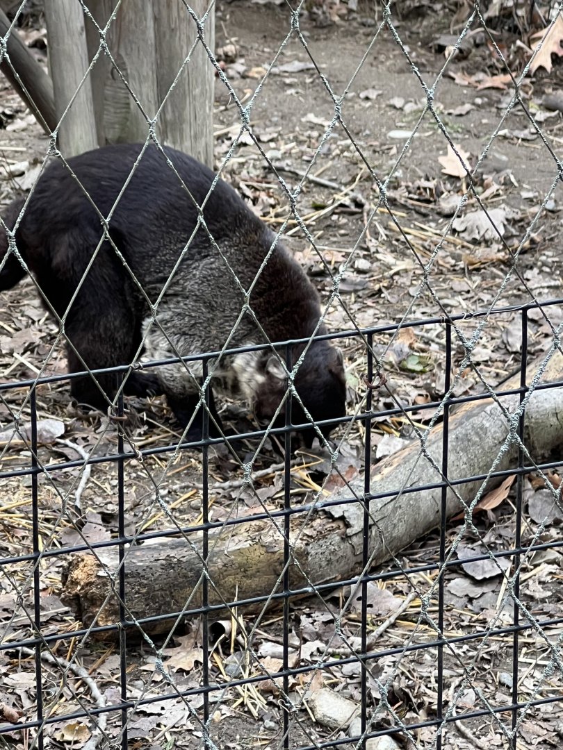 White-Nosed Coati